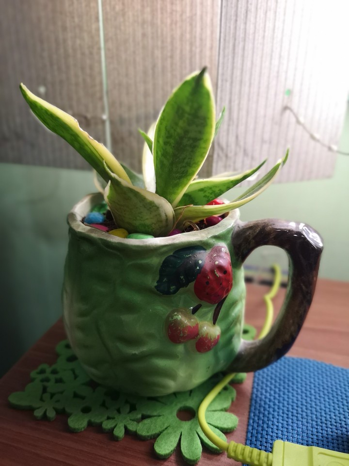 indoor plant