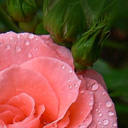 4x Rose