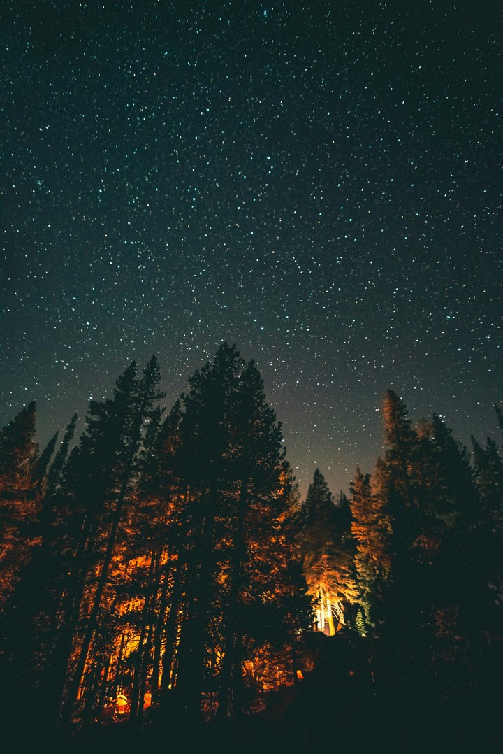 The Forest