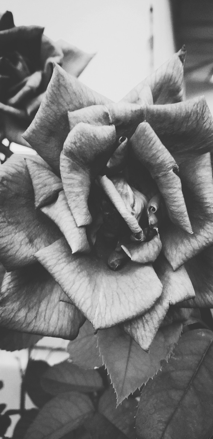 rose