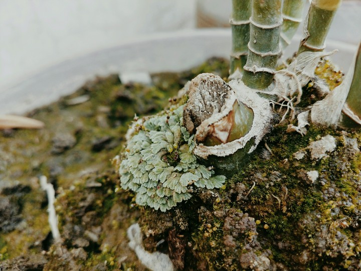 nature