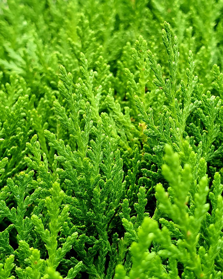Green green