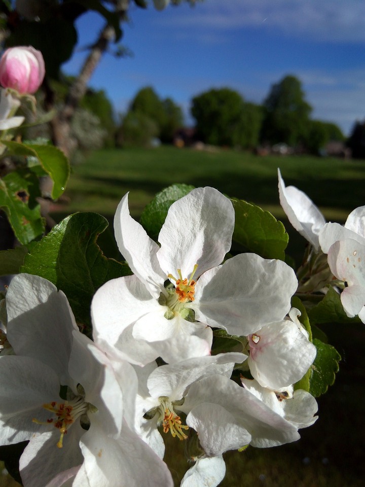 Blossom