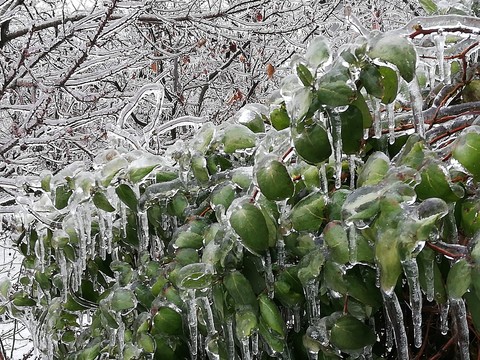 magic winter