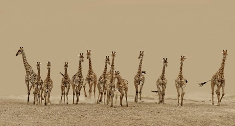 camel, grassland壁纸