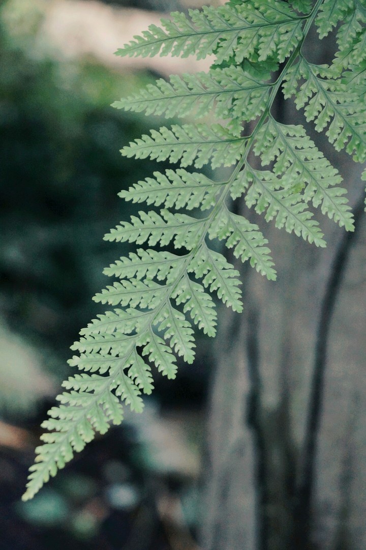 nature