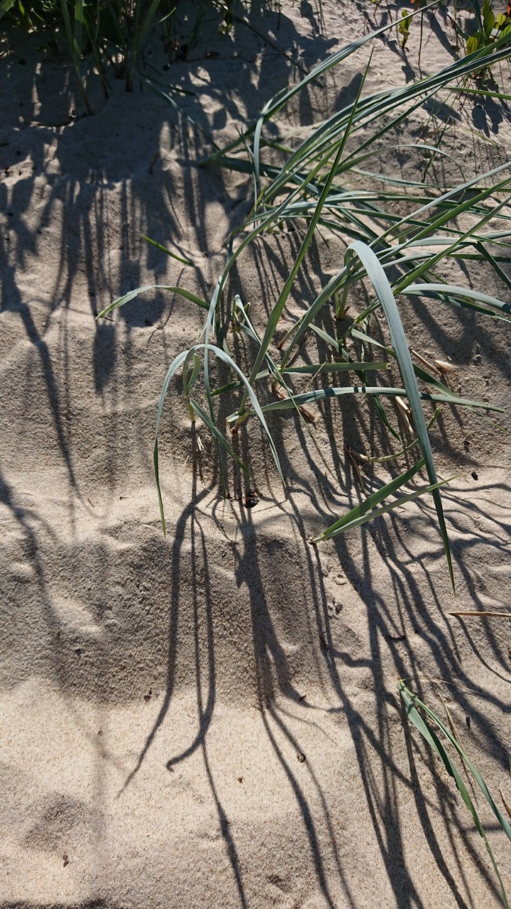 Åhus sand gras