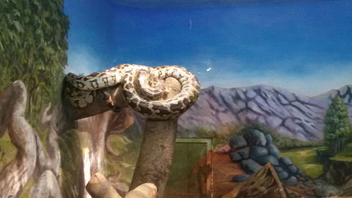 Coiled coils