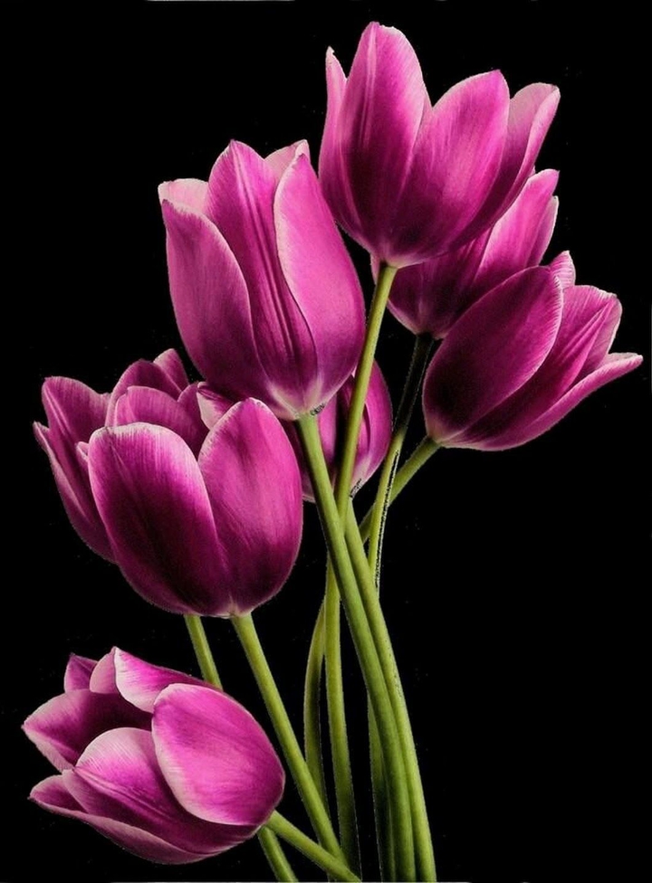 Purple tulips.