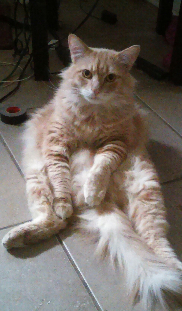 leo the cat