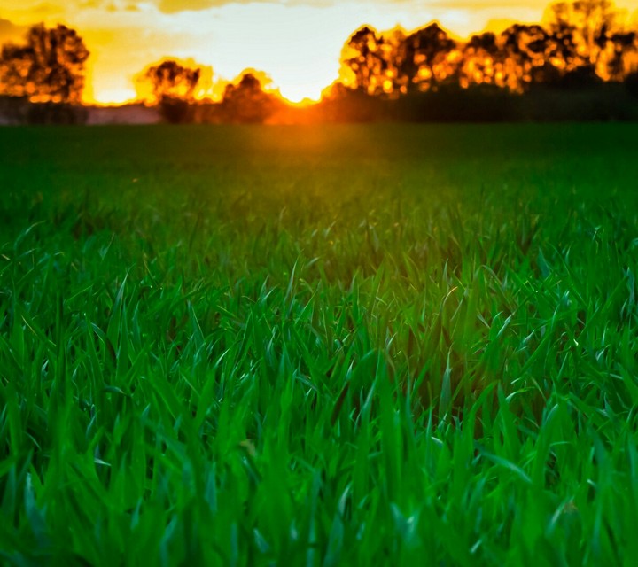 field