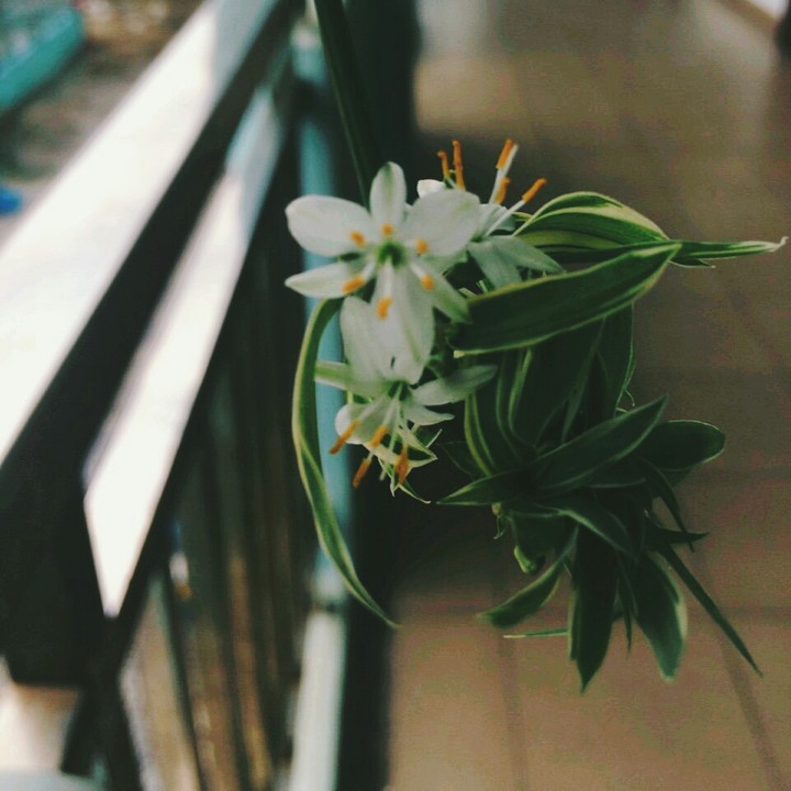 Nice flowers