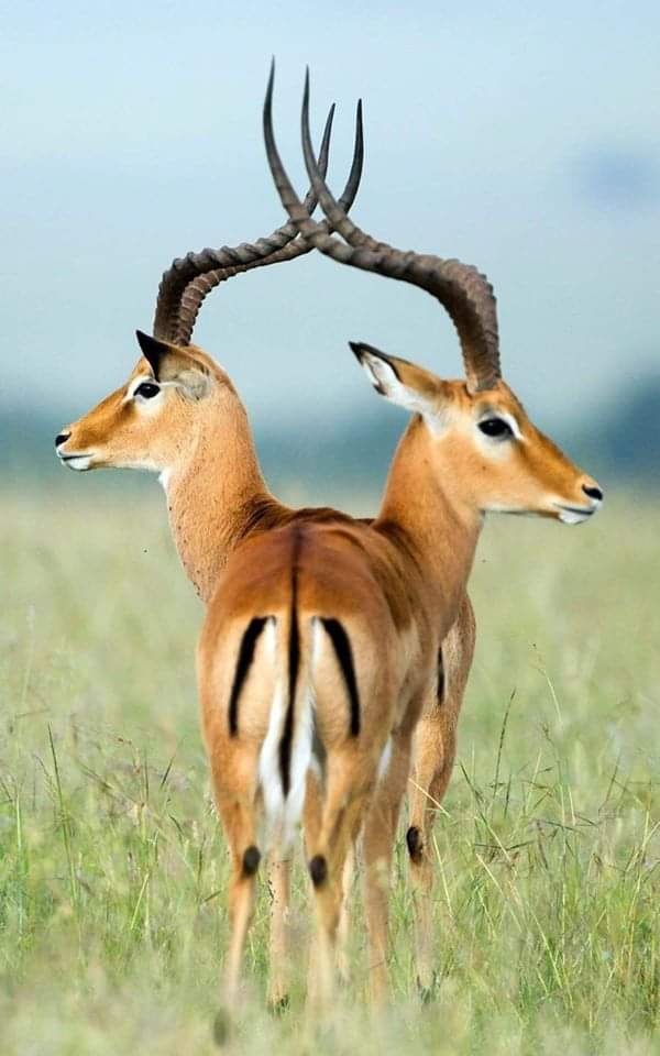 Nature