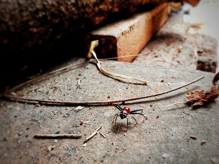 hardworking spidey