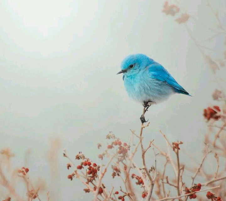 bird