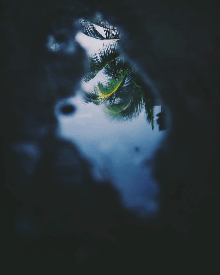 Reflected nature