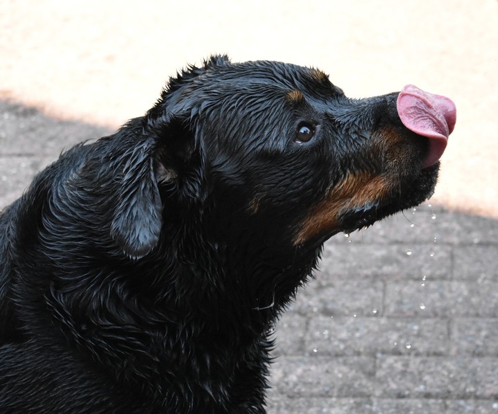 Rottweiler and water