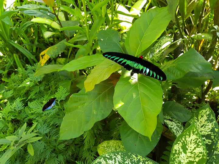 butterfly