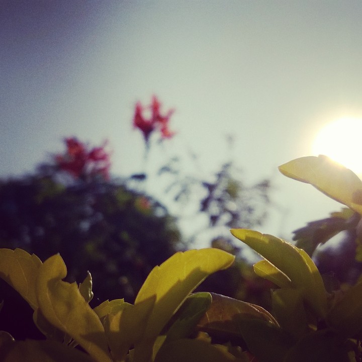 sunshine