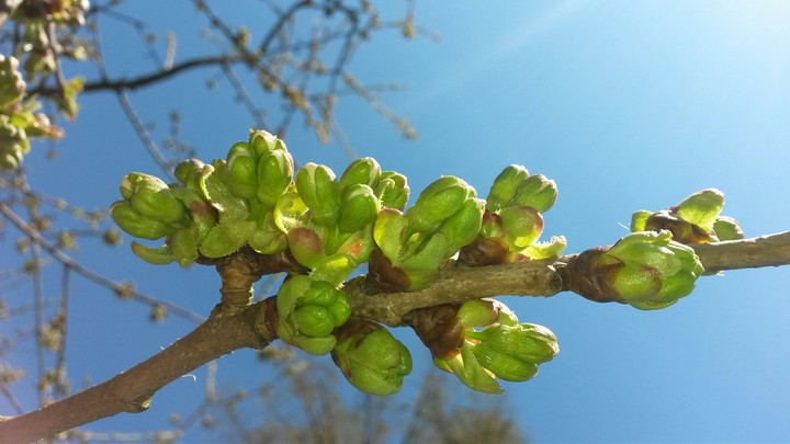 spring