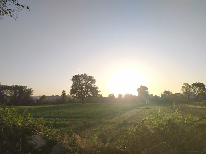 field sunrise