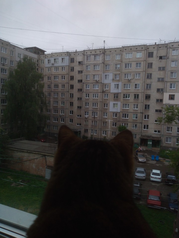 cat