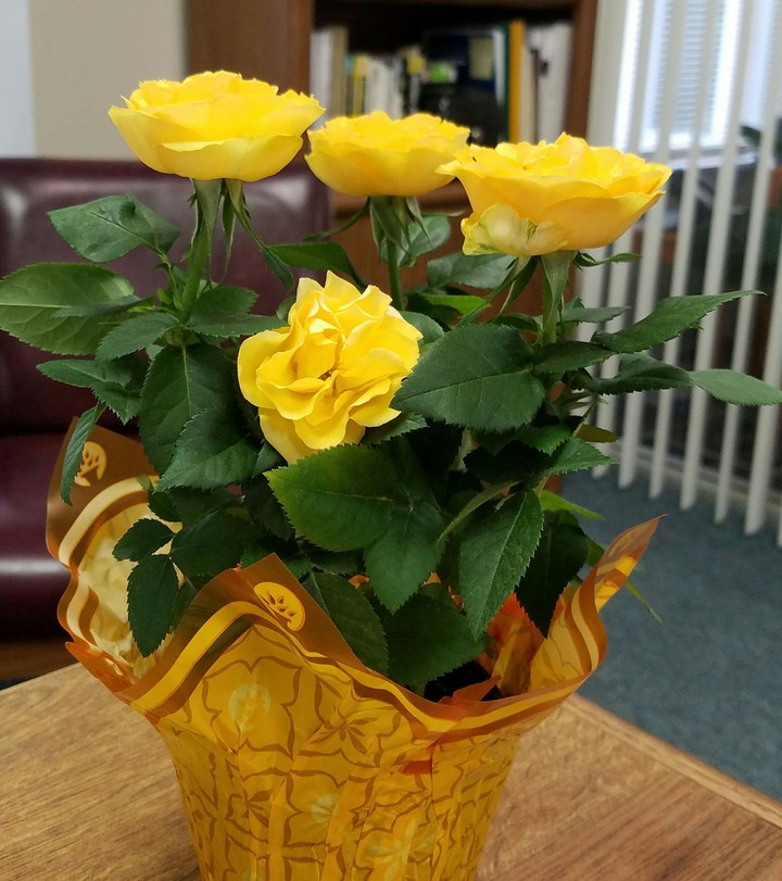 Yellow Roses