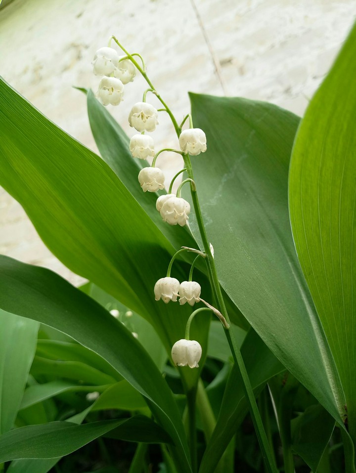 Lily of the valley