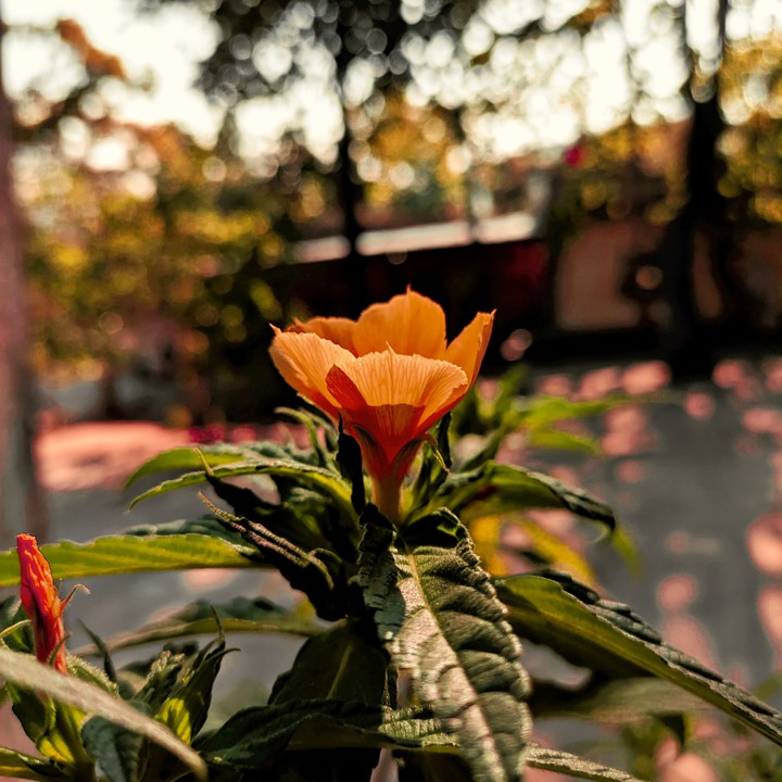 flower is the love you have got to let grow...
