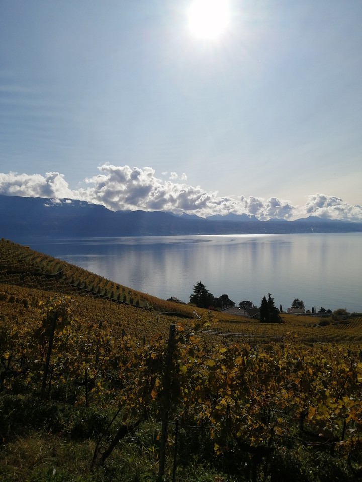 lavaux