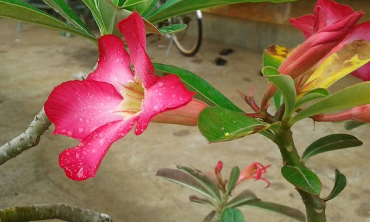 flower