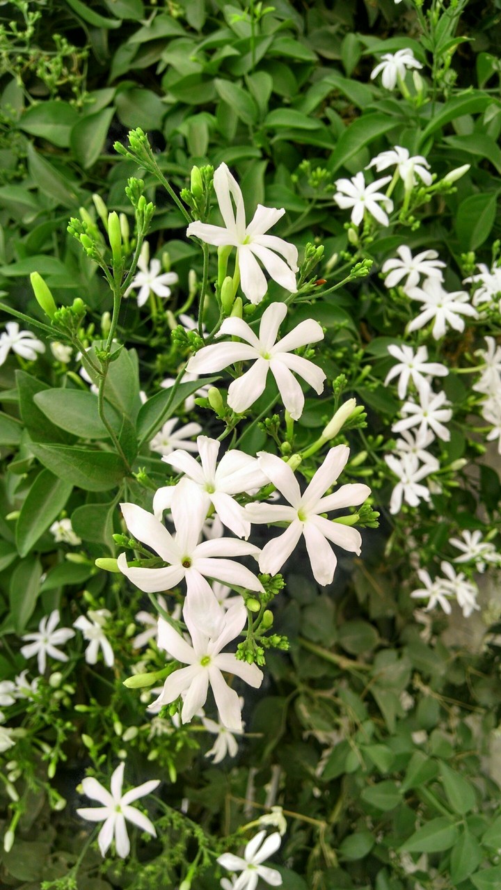 Cool Flowers