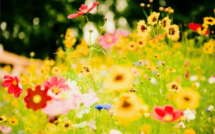 Flowers