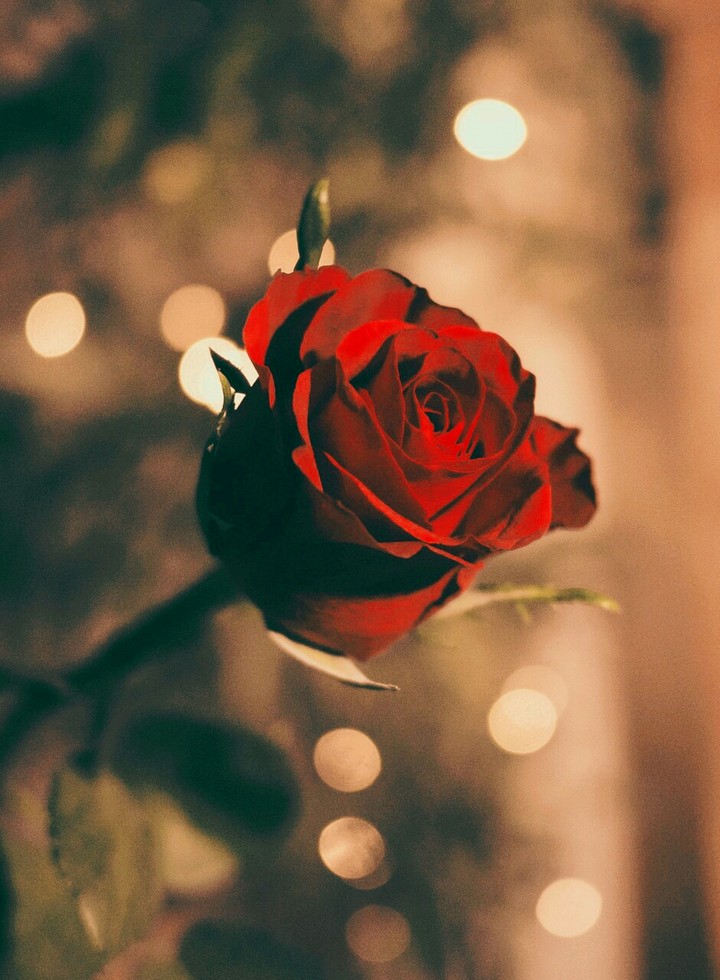rose