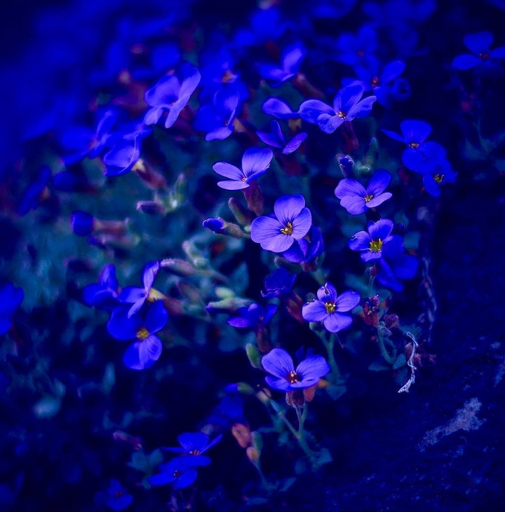 Indigo