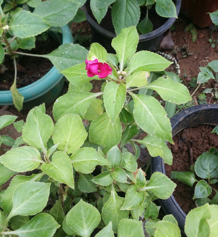 Rose balsam