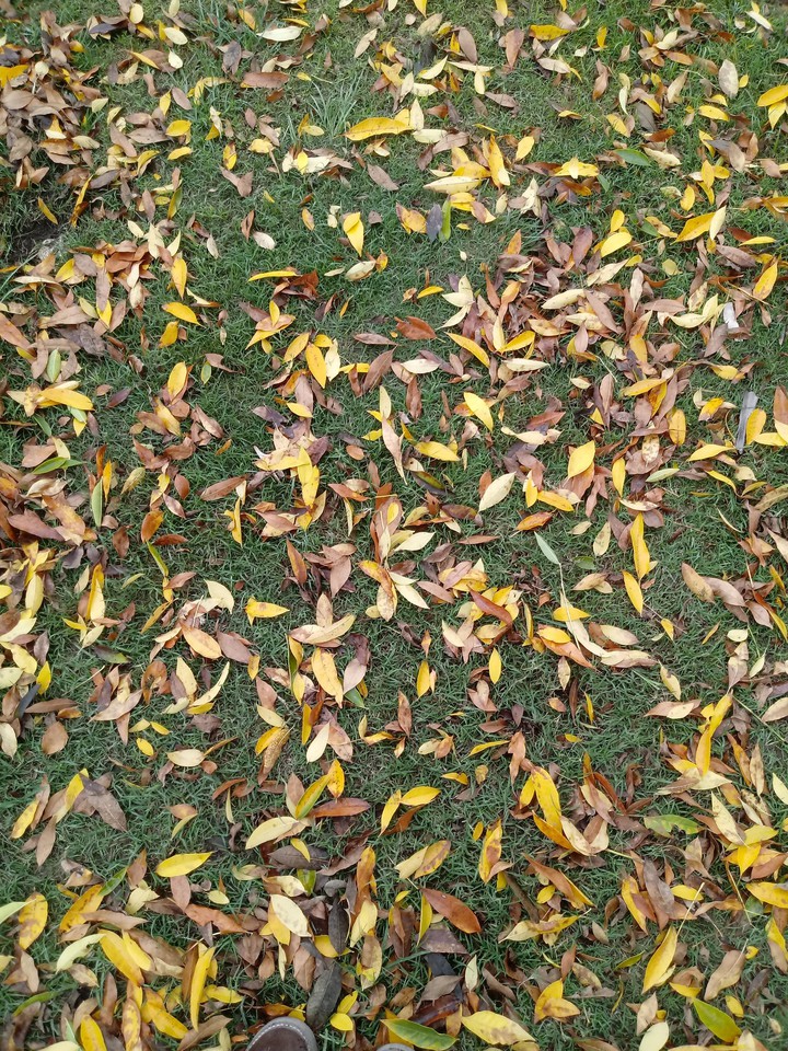 hojas de otoño