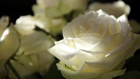 sfondi rose, White