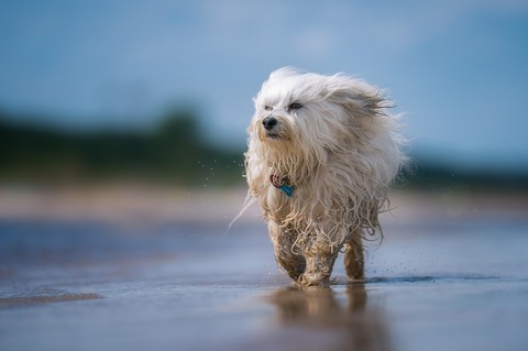 dog