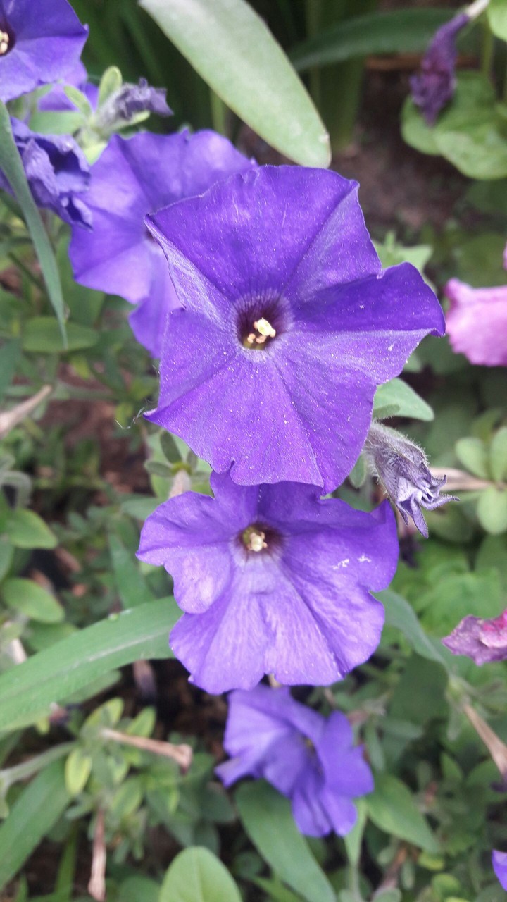 Purple