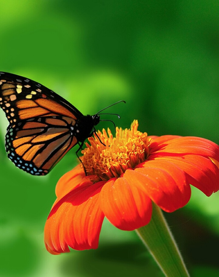Butterfly taking pollen