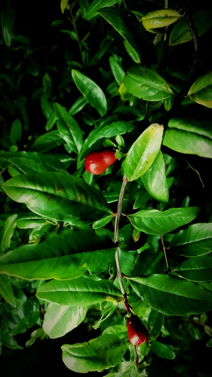 fruit leaves