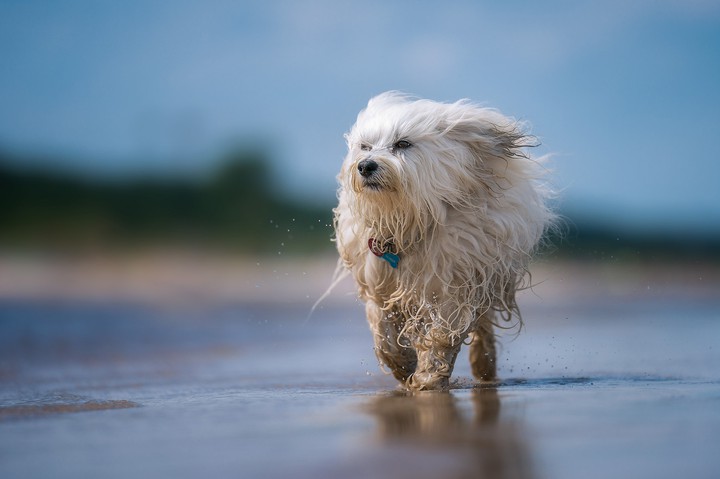 dog