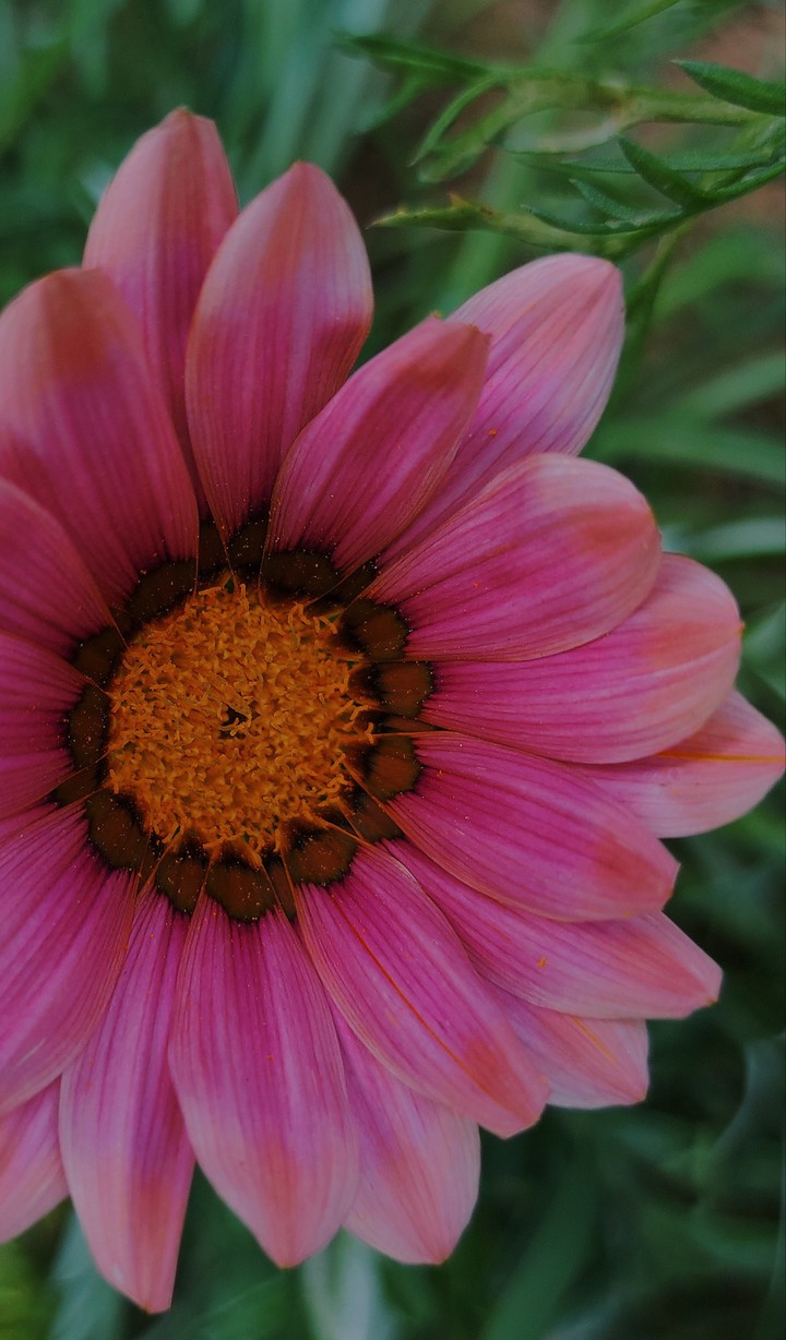 pink