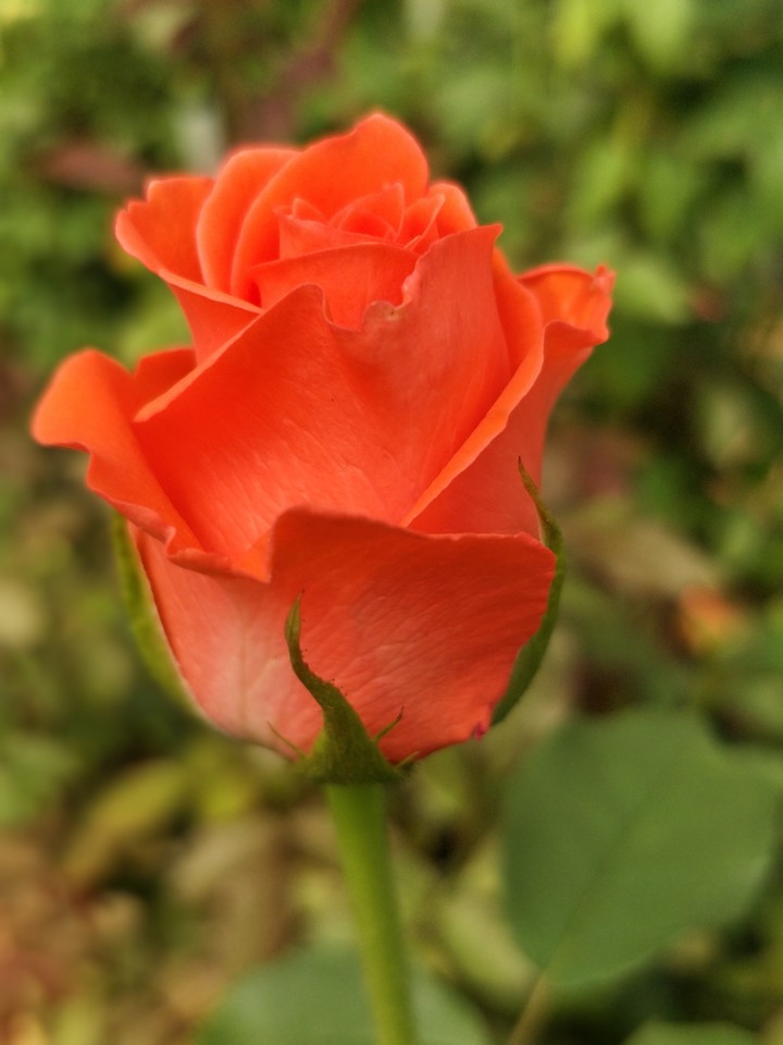 rose