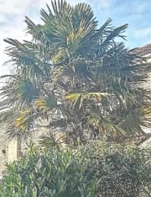 tree of me