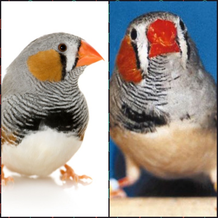 zeebravink