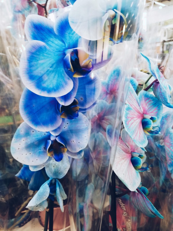 orchidea