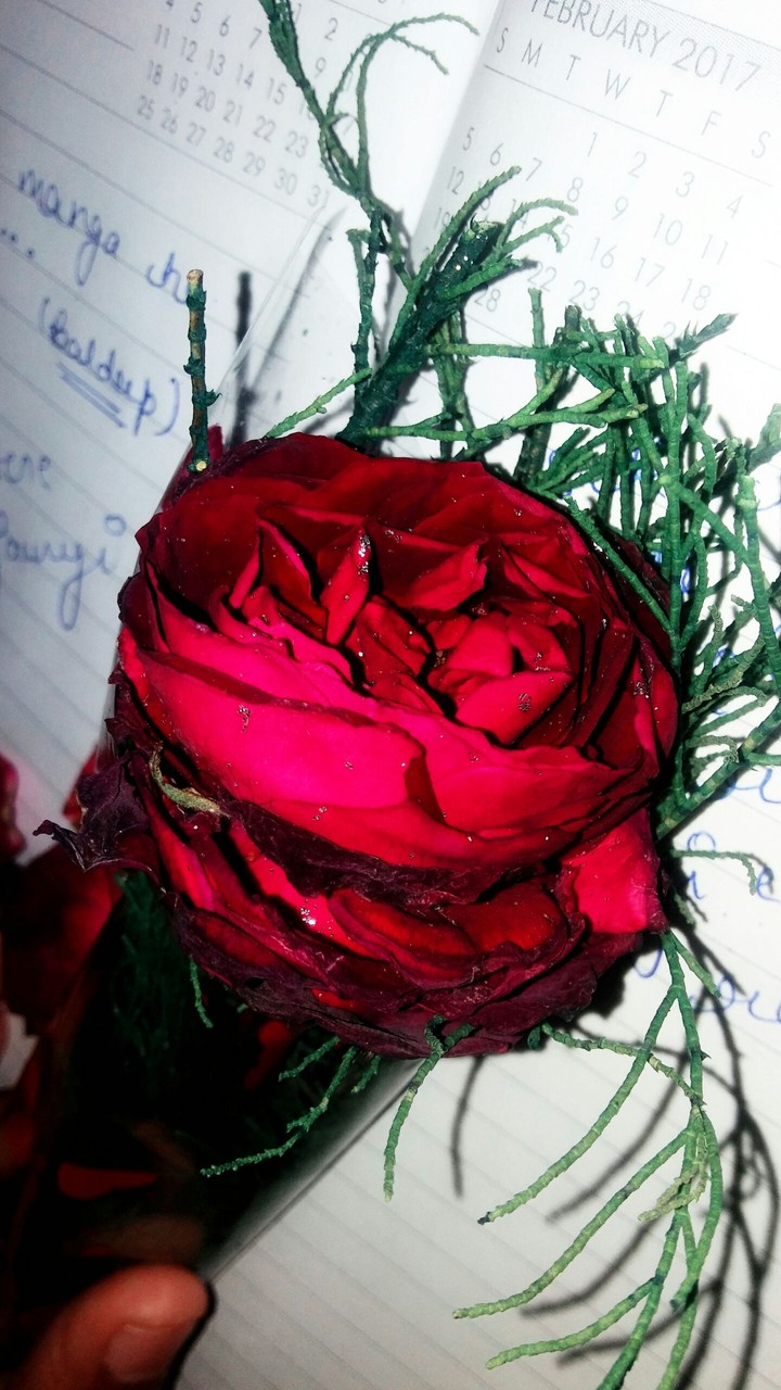 Rose...❤
