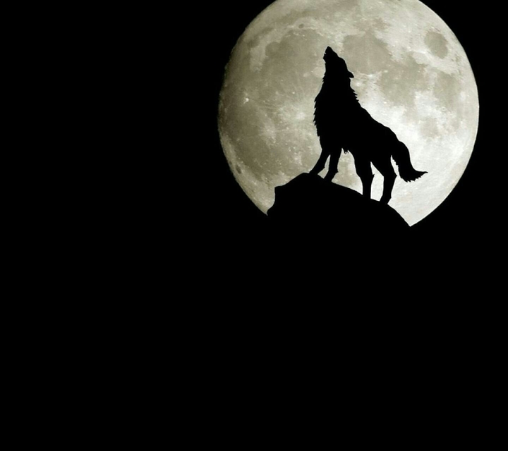 wolf